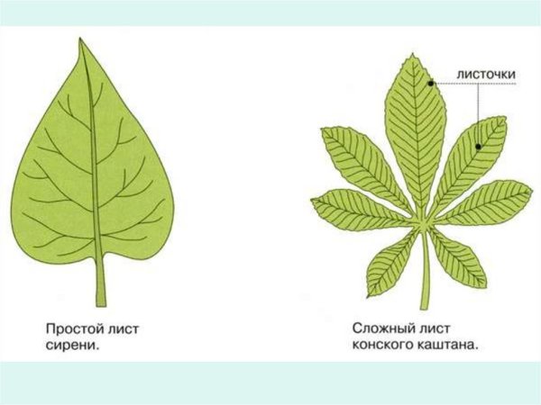 Жилкование листа каштана