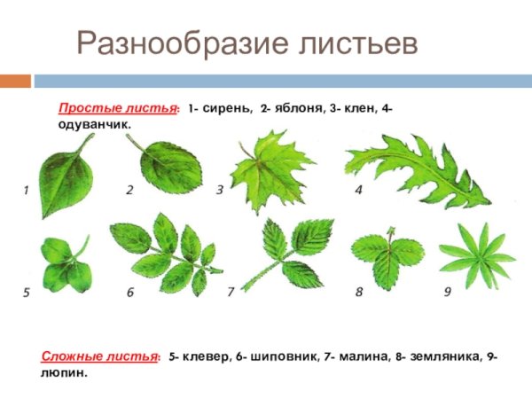 Строение листа шиповника биология 6 класс
