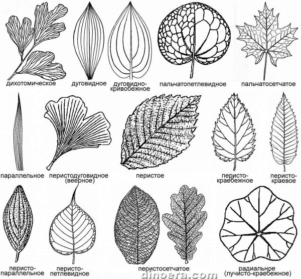 Пальчатое жилкование листьев