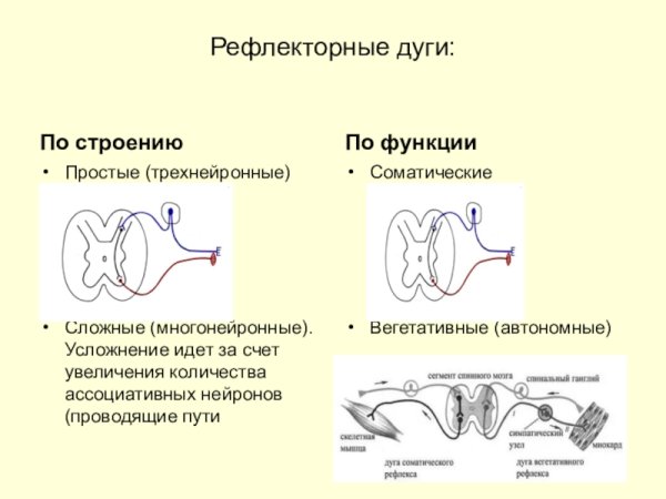Схема сложной рефлекторной дуги анатомия