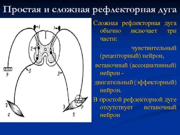 Простая и сложная рефлекторная дуга анатомия