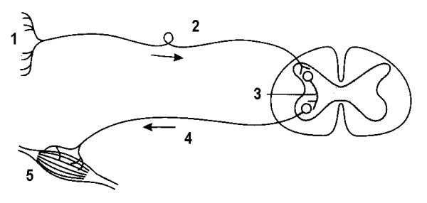 Рефлекс строение рефлекторной дуги