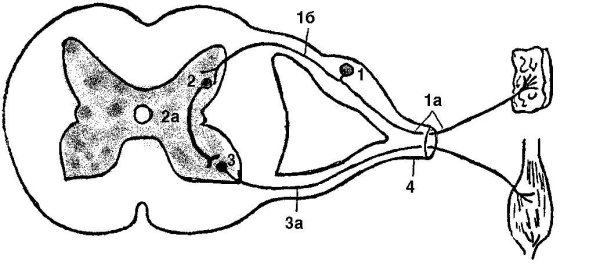 Рефлекторная дуга спинномозгового рефлекса