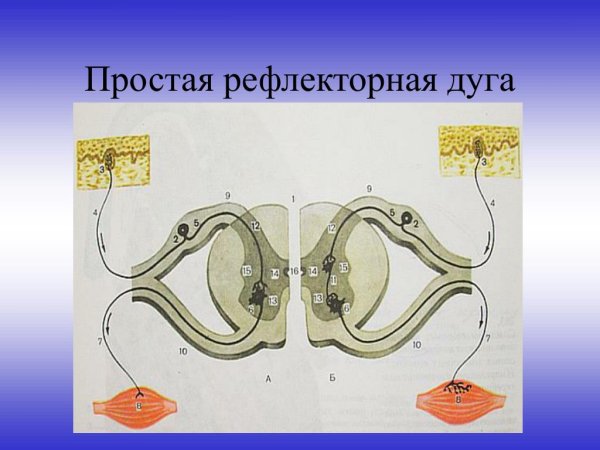 Простая и сложная рефлекторная дуга