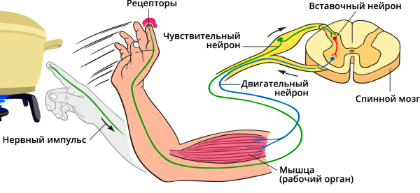 Схема рефлекторной дуги отдергивания руки от горячего предмета