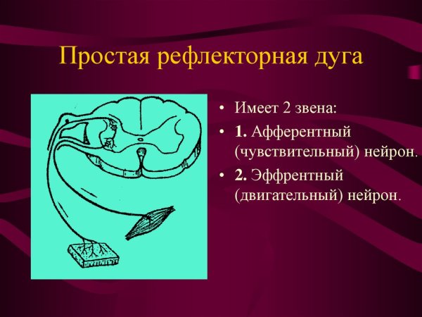 Простая рефлекторная дуга