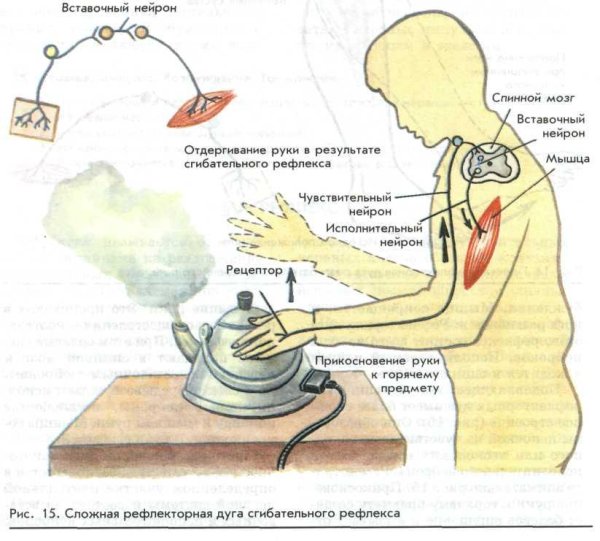 Рефлекс отдергивания руки от горячего предмета