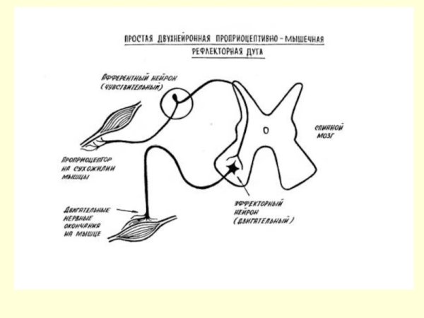 Схема двухнейронной рефлекторной дуги