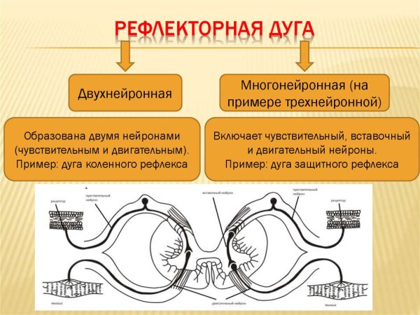 Рефлекторная дуга типы рефлексов