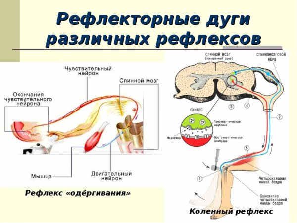 Рефлекторная дуга безусловного рефлекс пищеварения