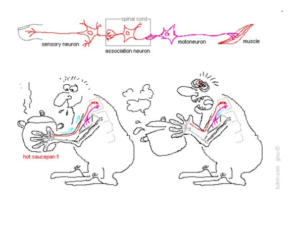 Ориентировочный рефлекс схема
