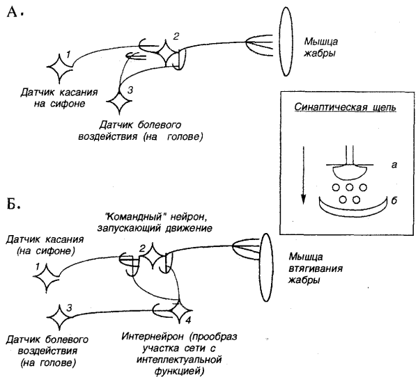 Схема условного рефлекса у собаки