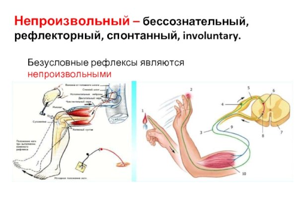 Слюноотделительные рефлексы собаки рис 68