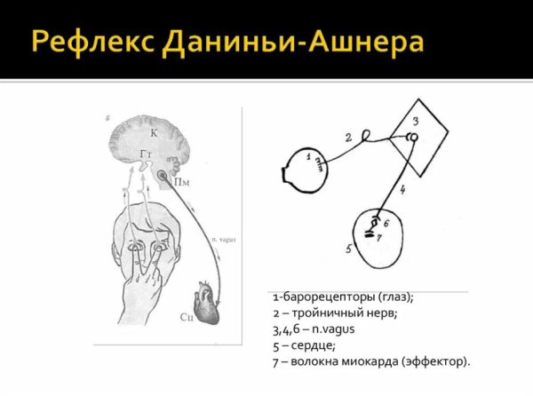 Безусловный рефлекс Ориентировочный рефлекс