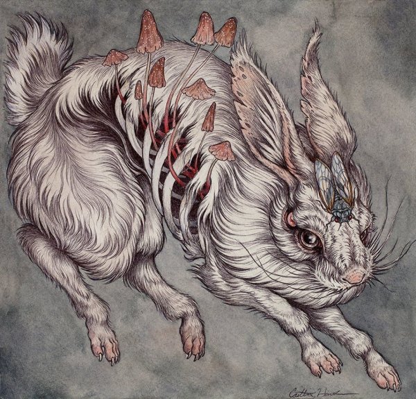 Скелет волка для рисования