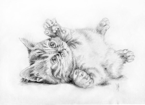 Котик рисунок карандашом