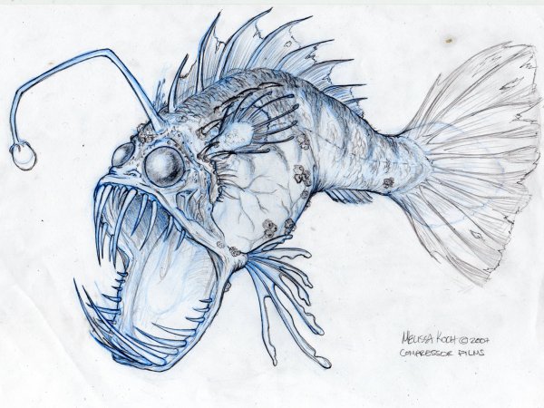 Рыба удильщик референс