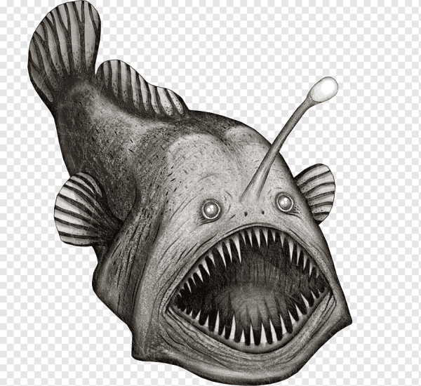 Рыба удильщик черно белый