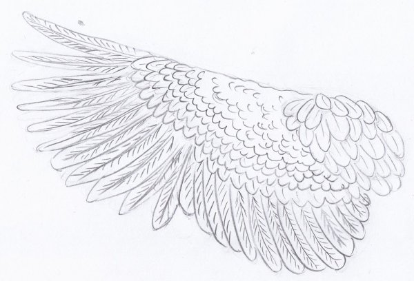 Крылья Совы нарисованные