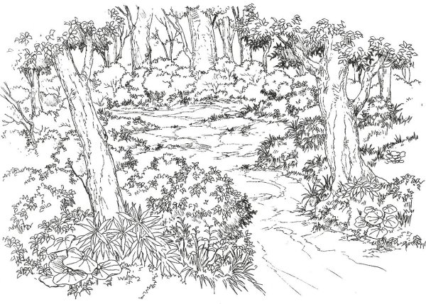 Раскраска леса