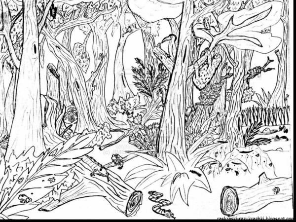 Раскраска леса