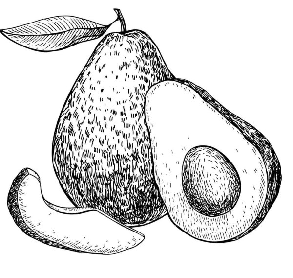 Авокадо рисунок карандашом