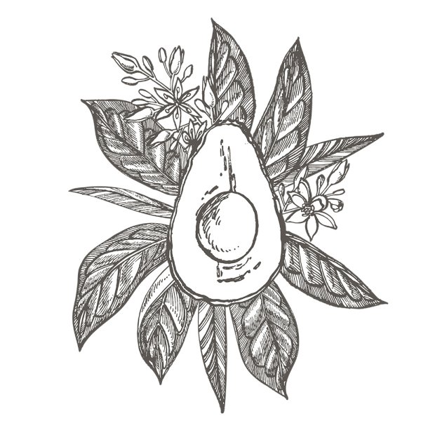 Авокадо вектор