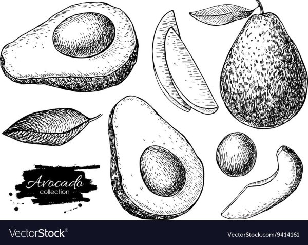 Набросок авокадо