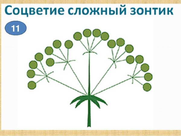 Соцветие сложный зонтик биология 6 класс