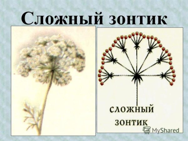Мать и мачеха цветки сложный зонтик