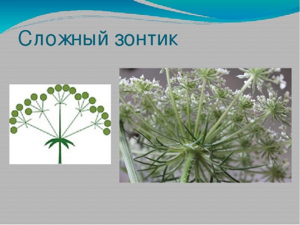 Соцветие зонтик