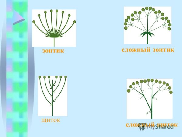 Схема соцветия сложный щиток