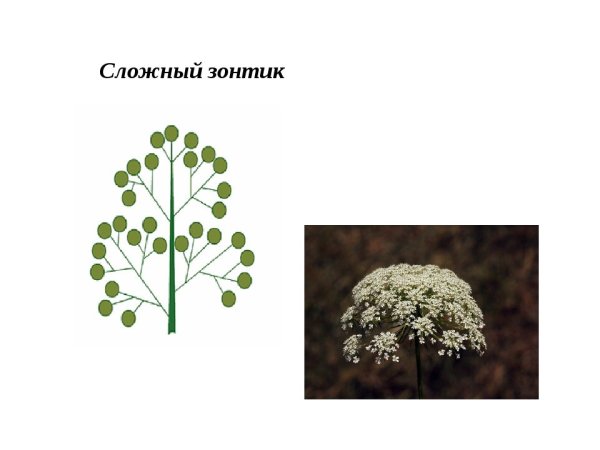 Соцветие зонтик у моркови