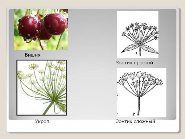 Растения с простым зонтиком