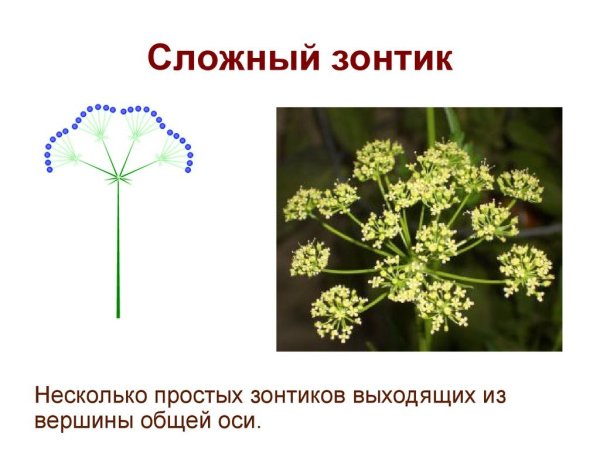 Соцветие зонтик