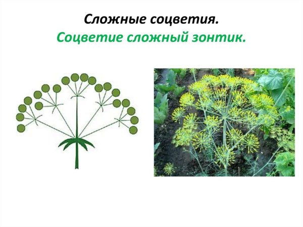 Растения с соцветием сложный зонтик