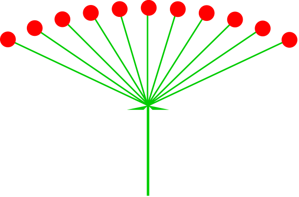 Соцветие простой зонтик