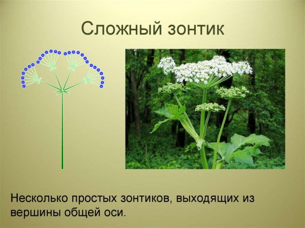 Сложный зонтик