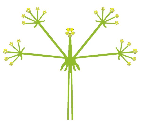 Схема соцветия сложный щиток