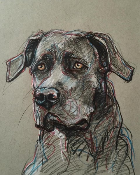 Наброски собак