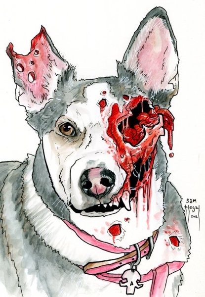 Гривистый волк анатомия