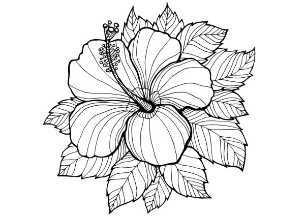 Раскраска антистресс розы