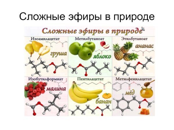 Роль сложных эфиров в живой природе