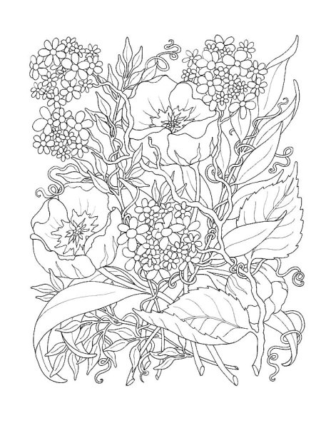 Раскраски для взрослых цветы