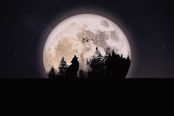 Луна в лесу