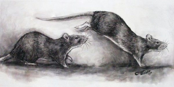 Крыса рисунок карандашом