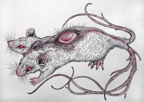 Мышка набросок