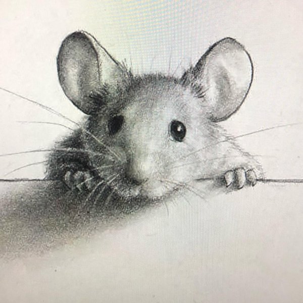 Зарисовки мышей