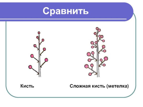 Соцветие метелка сложная кисть