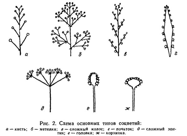 Соцветие верхушечная кисть